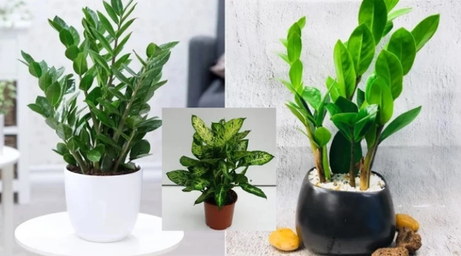 Gia chủ có thể đặt các loại cây cảnh tươi tốt tại cung Tài vị trong phòng khách để giúp tài khí trong nhà liên tục hưng vượng.
