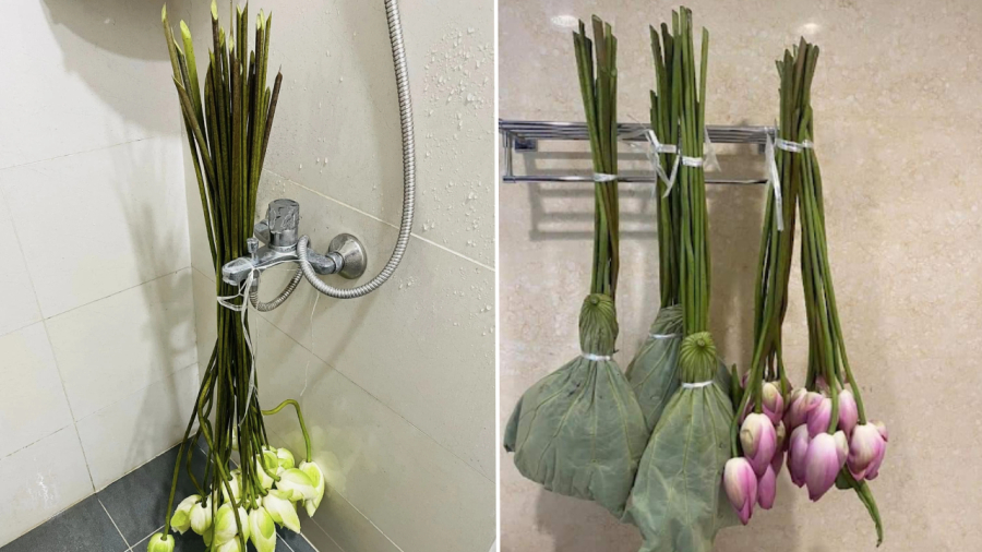 Trước khi cắm hoa sen, bạn cần phải dưỡng hoa.