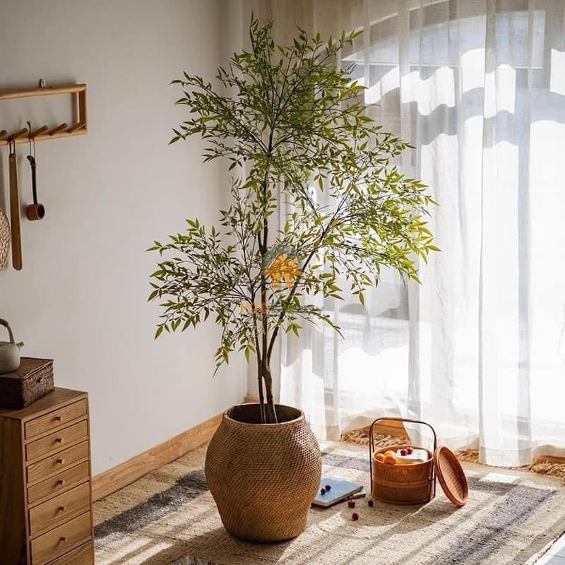 Ngoài ý nghĩa phong thuỷ tốt lành, cây cảnh này còn tác dụng to lớn trong y học