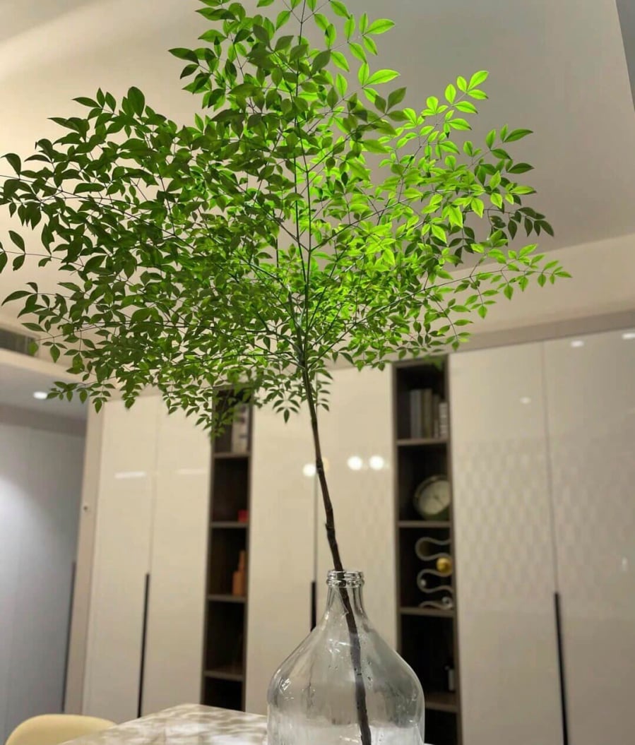 Nam thiên trúc - Cây cảnh mệnh danh “tắc kè hoa thực vật”