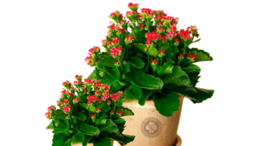 Cây hoa bỏng vẻ đẹp bình dị nhưng mang nhiều ý nghĩa