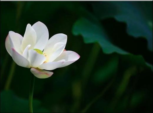 Lòng tốt cũng phải có thước đo, đừng quá hào phóng kẻo thiệt thân. (ảnh minh họa)