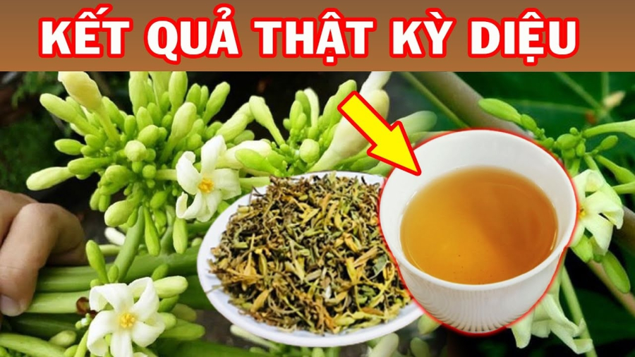 Nhiều người chỉ chú ý đến quả đu đủ mà không biết lá và hoa đu đủ cũng có nhiều công dụng quý giá.    