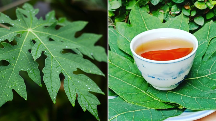 Nước lá đu đủ có thể sử dụng để ổn định đường huyết và phòng ngừa một số bệnh nhất định.