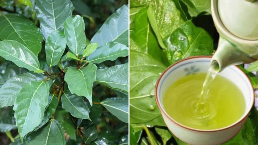 Nước lá sung mang lại những lợi ích nhất định đối với Sh88bet đăng ký miễn phí.
