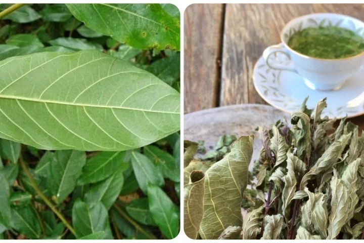 Lá sung có thể được ăn tươi hoặc phơi khô để pha nước uống, đều rất tốt cho sức khỏe.