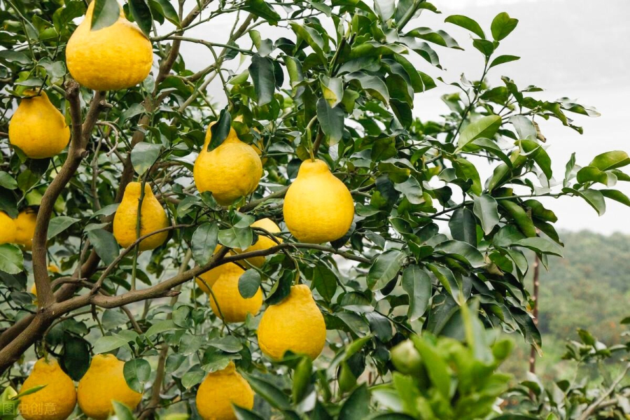 Cây bưởi là một loại cây dân dã quen thuộc với người dân Việt, thích hợp trồng ở những vùng có khí hậu ấm áp. 
