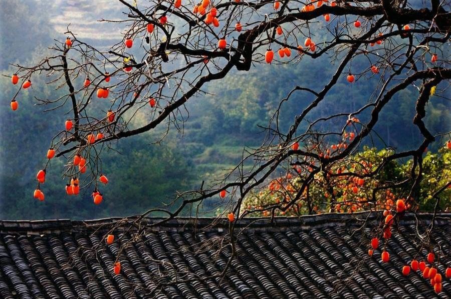 Người xưa thường khuyên trồng cây hồng trước cửa nhà vì hồng, hay còn gọi là Persimmon, là loại cây ăn trái thuộc chi Thị (Diospyros) với tuổi thọ cao, có thể sống hơn 300 năm. 