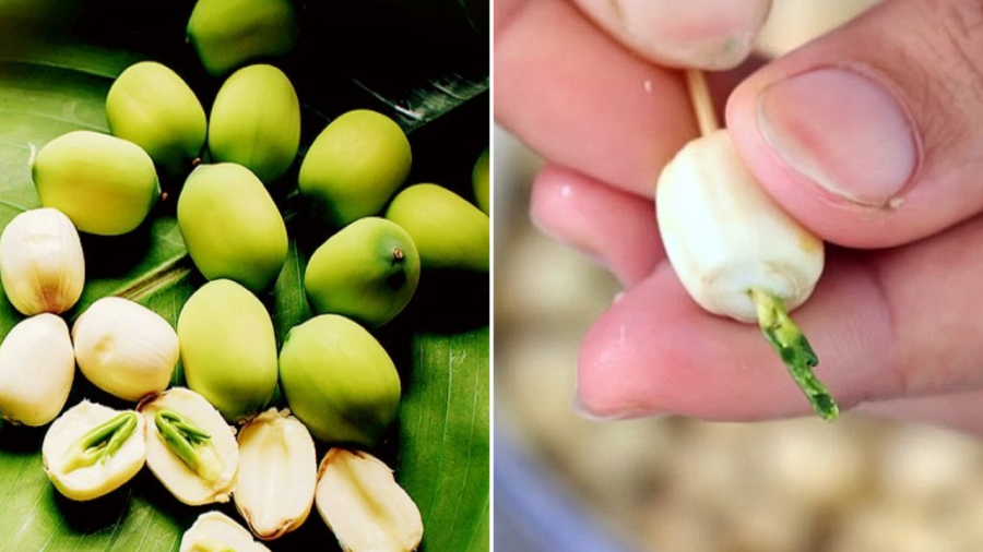 Hạt sen tươi mua về cần được sơ chế. Muốn bảo quản hạt sen được lâu, khâu sơ chế có ý nghĩa rất quan trọng.