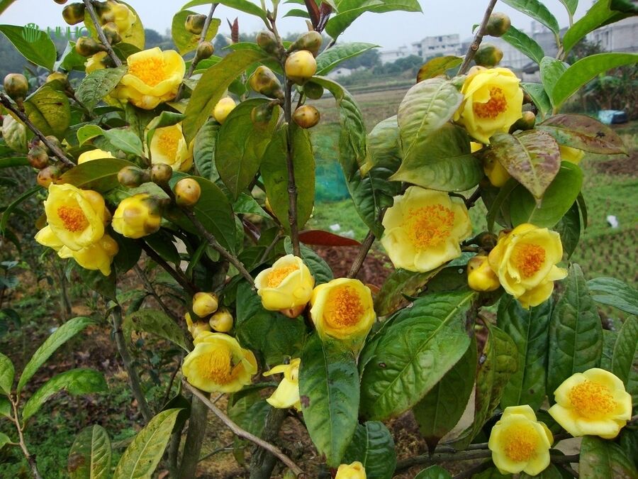 Nụ trà hoa vàng được bán với giá 850.000 đồng/kg