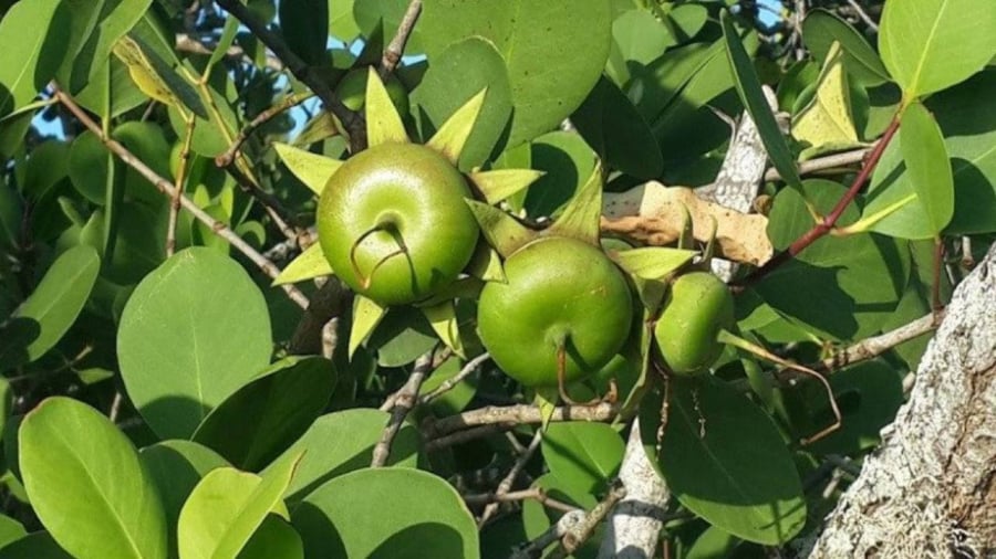 Bần là loại quả nhiều tên gọi nhất Việt Nam