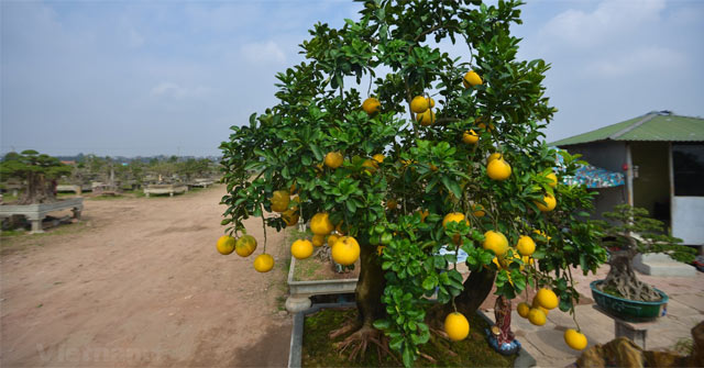 Trồng bưởi trước nhà, no đủ cả năm