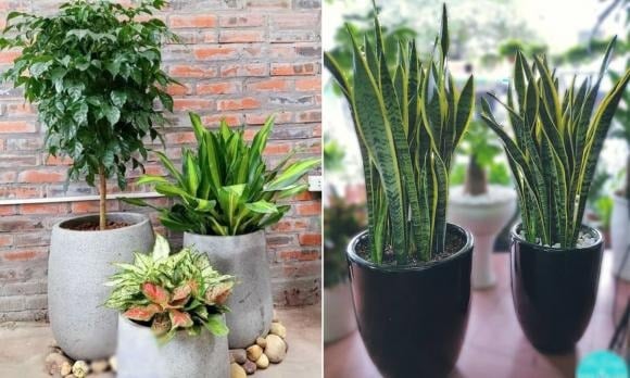 Việc lựa chọn vị trí và số lượng cây cảnh, chậu hoa trong nhà nên dựa vào kích thước ngôi nhà, ánh sáng, cửa sổ và không khí lưu thông.