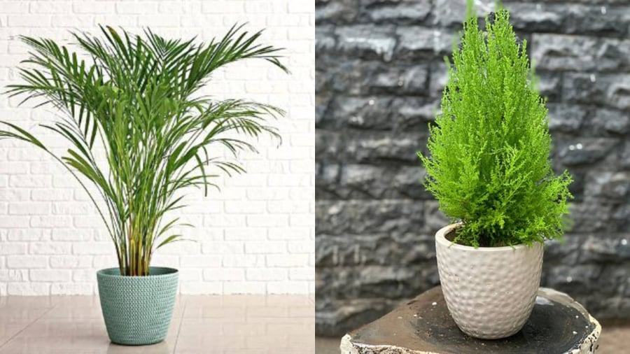 Cây cau được coi là 