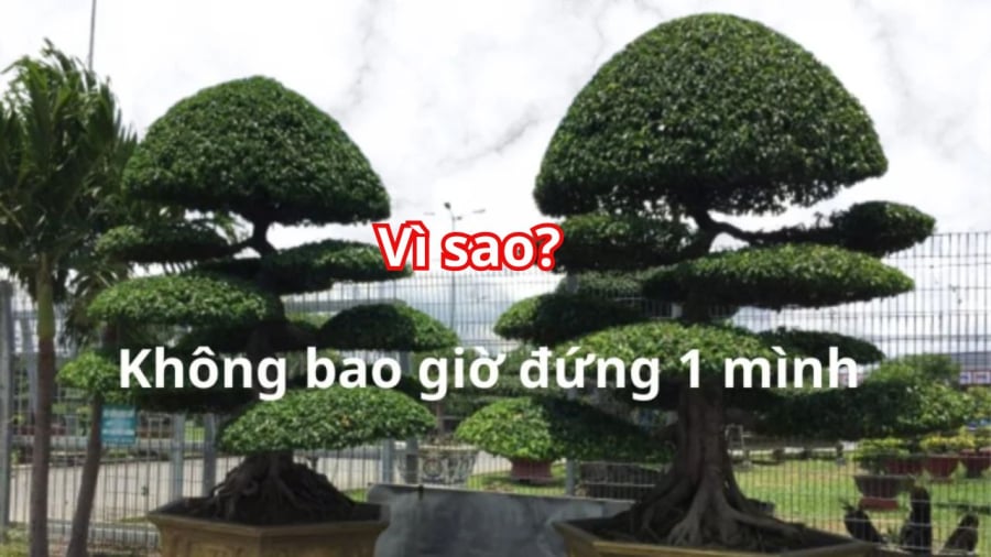 Cây sanh là cây dương khí mạnh nên không trồng 1 cây
