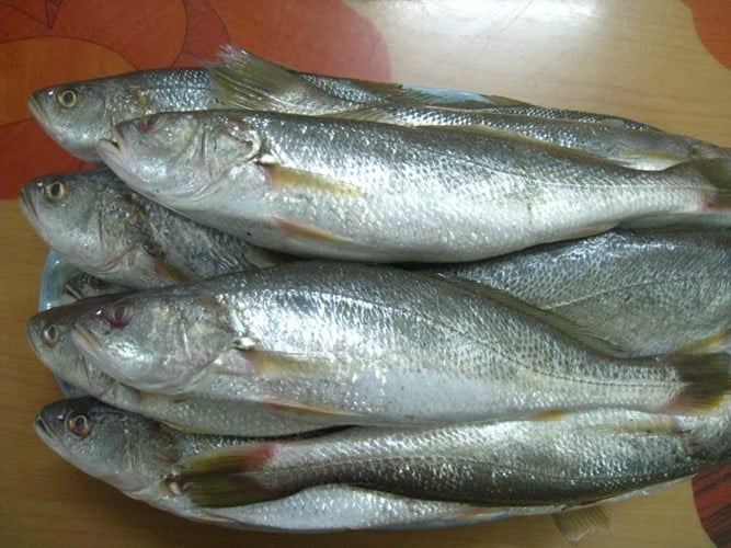Tại Đà Nẵng, có một loài cá mang cái tên vô cùng độc đáo và dễ khiến người nghe phải ngượng ngùng: cá cu