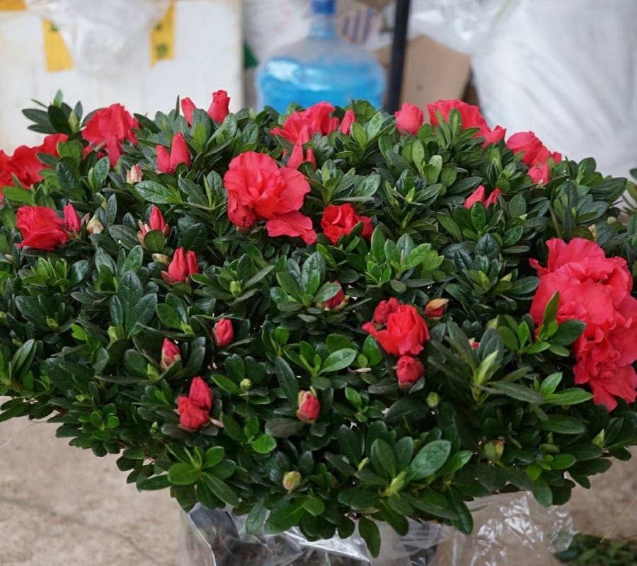 Đỗ quyên là loại hoa có vẻ đẹp rực rỡ, rất nhiều người yêu thích
