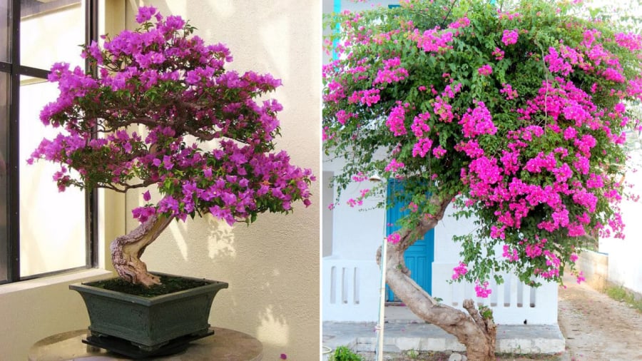 Chọn vị trí trồng hoa giấy hợp lý không chỉ giúp căn nhà thêm sinh động, đẹp mắt mà còn mang lại ý nghĩa tốt cho phong thuỷ.