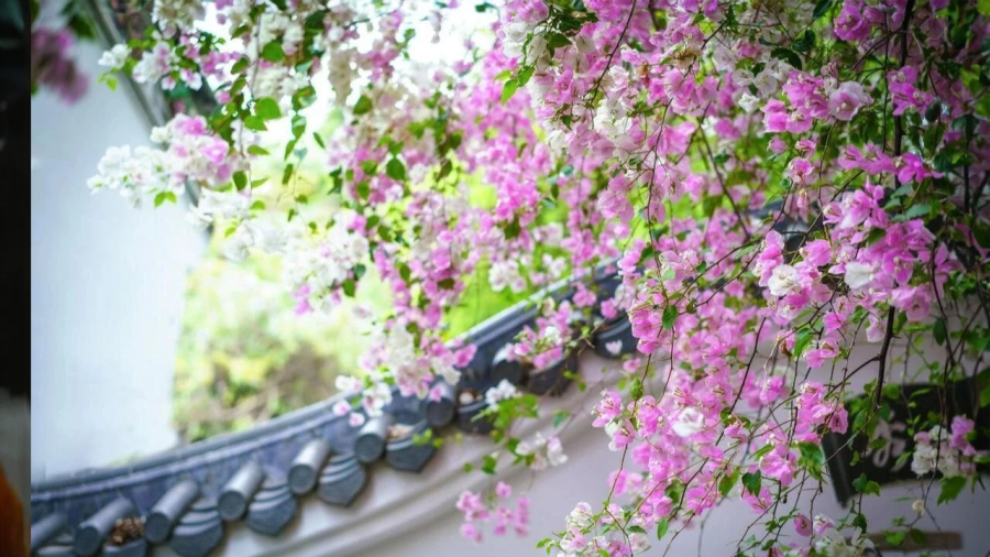 Những cây hoa giấy không cần tưới nước nhiều