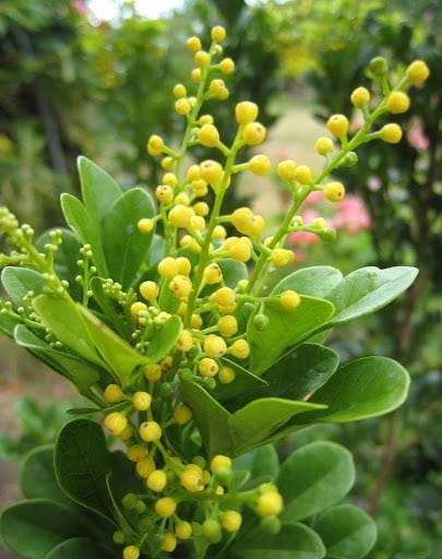 Cây ngâu cũng là loài cây rất thích uống bia