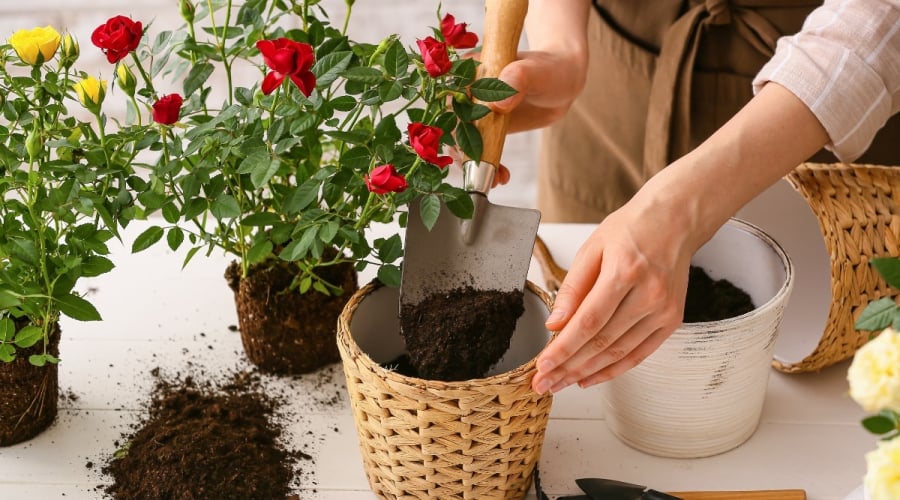 Hoa hồng có khả năng được nhân giống quanh năm, bất kể là mùa hè nóng bức hay mùa đông lạnh giá