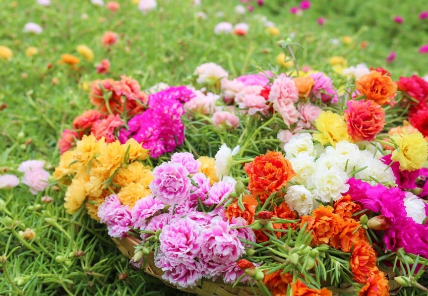 Nhân giống hoa mười giờ chủ yếu bằng phương pháp giâm cành, không đòi hỏi kỹ thuật phức tạp