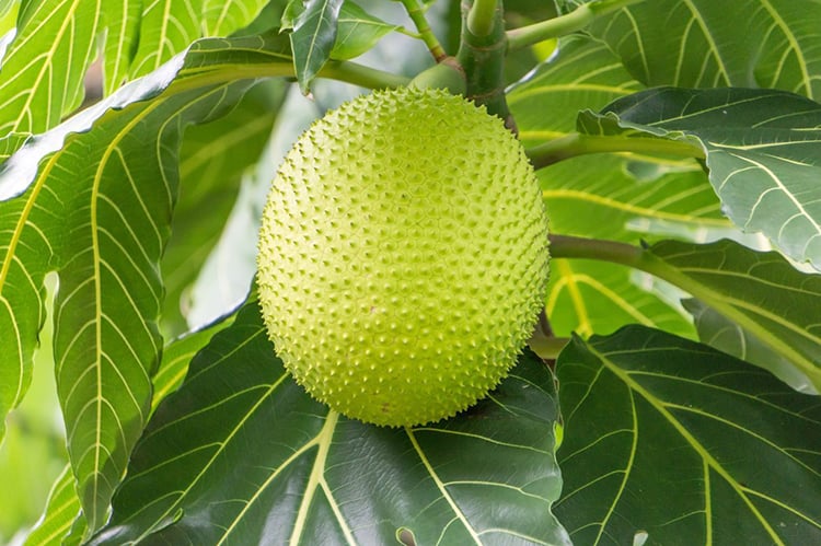 Sa kê là một nguồn phong phú của carotenoid và lutein, cả hai đều đóng vai trò quan trọng trong việc hỗ trợ sức khỏe mắt