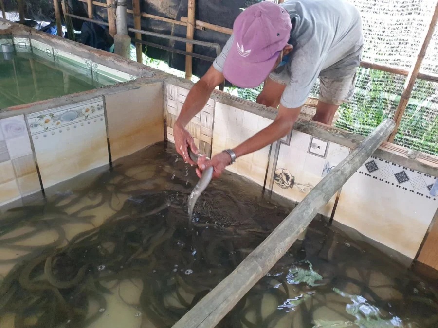 Nuôi lươn bơi dày đặc trong bể xi măng, anh nông dân hễ bán là hết sạch  