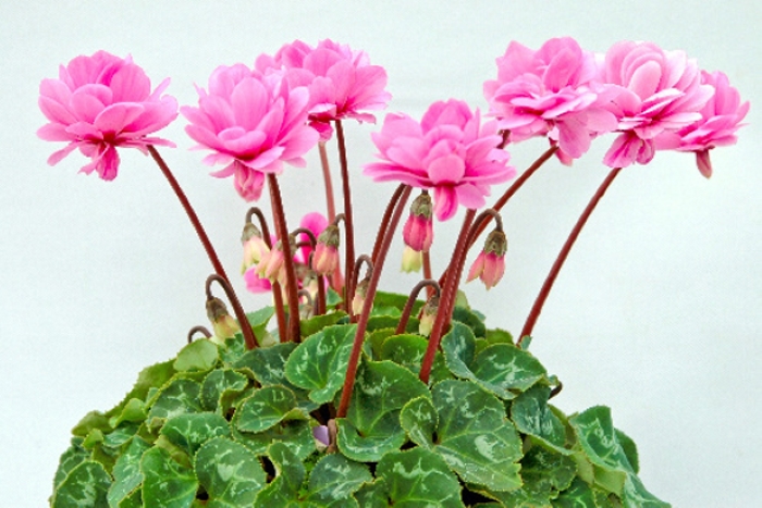 Vào mùa hè nắng nóng, cây anh thảo sẽ bị khô nhưng chưa chết hẳn, rễ còn tươi tốt