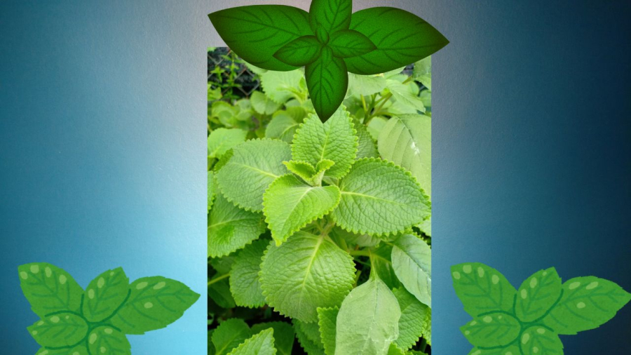 Cây húng chanh rất hợp với người tuổi Hợi