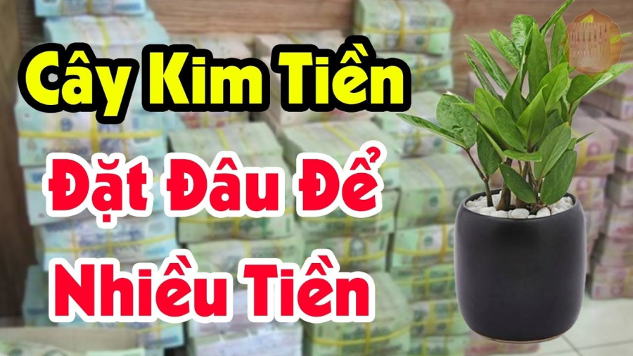 Cây kim tiền, hay còn gọi là cây kim phát tài, là một loại cây cảnh dễ chăm sóc và sống lâu năm. 