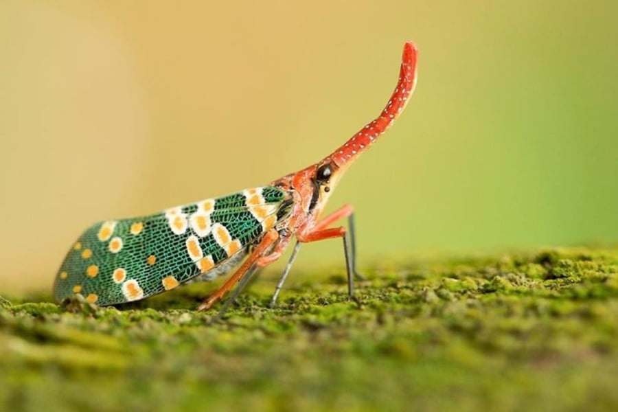 Với chiếc 