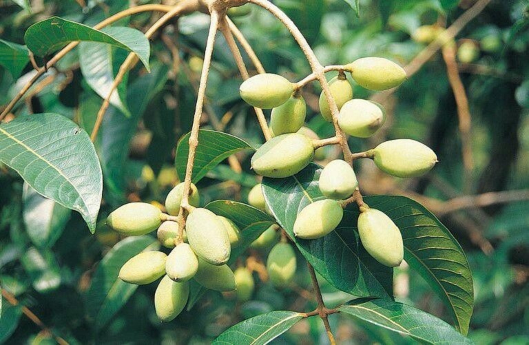Mỗi cây trám cổ thụ cho thu hoạch từ 1-2 tạ quả tươi mỗi năm, còn những cây từ 20-30 năm tuổi thì cho thu hoạch vài chục kg mỗi cây