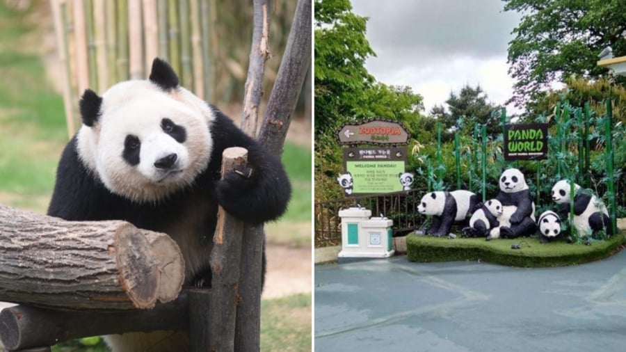 Nếu có dịp du lịch Hàn Quốc, bạn có thể ghé thăm Everland để được ngắm gấu trúc.