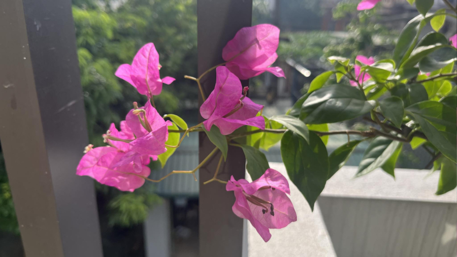 Để cây hoa giấy ra nhiều hoa, bạn cần bổ sung thêm một số loại phân bón cơ bản cho cây.