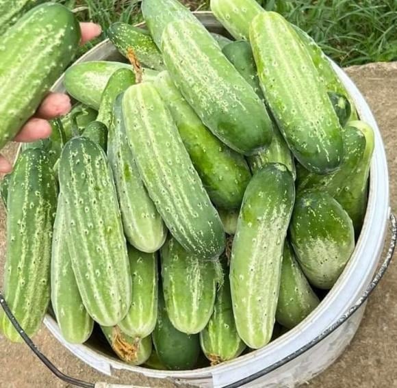 Vì dưa chuột thường được ăn sống, hãy cẩn thận và nên hạn chế loại quả này trong mùa hè hoặc tự trồng dưa tại nhà để đảm bảo an toàn.    