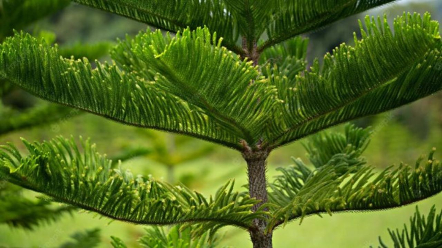 Cây bách thường trồng ở nghĩa trang