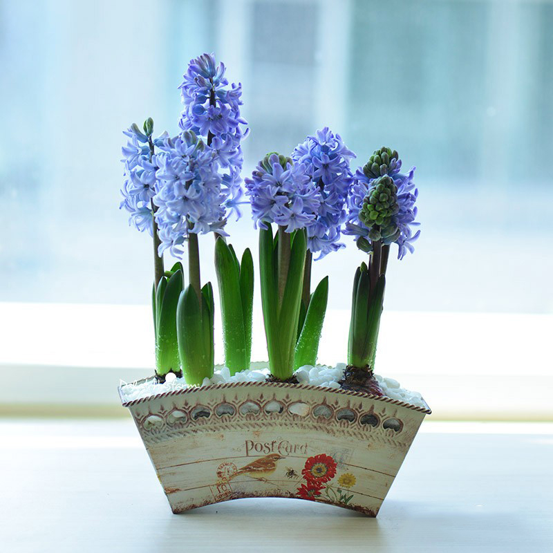 Trong phong thủy, cây dạ lan hương, giống như cây hoa ly, có thể gây ra sự lục đục và bất hòa trong Shbet111 slot, casino, thể thao, xổ số