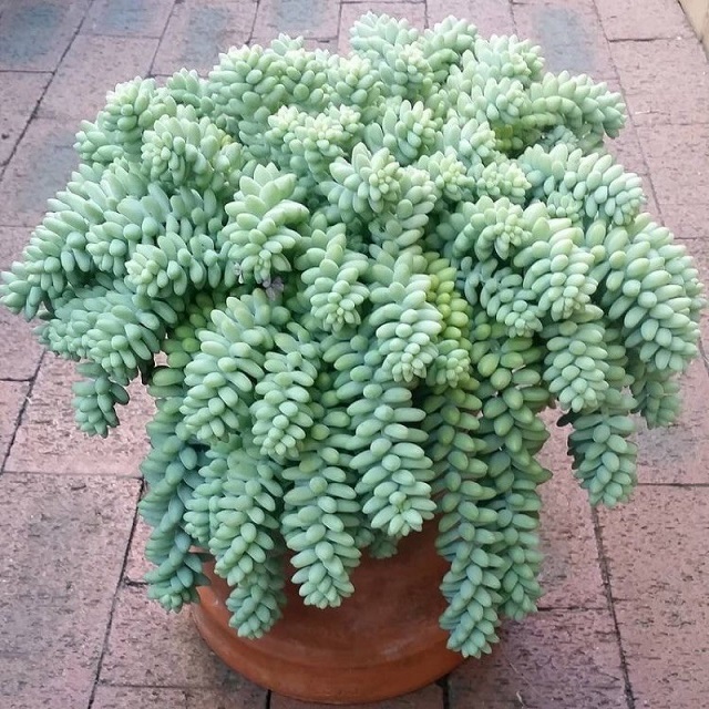 Cây sen đá chuỗi tiền