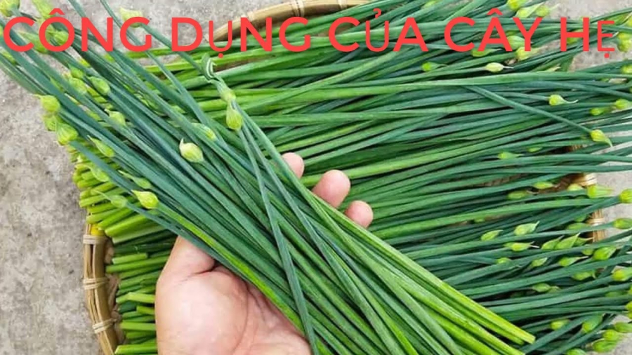 Cây rau hẹ có nhiều tác dụng với sức khỏe