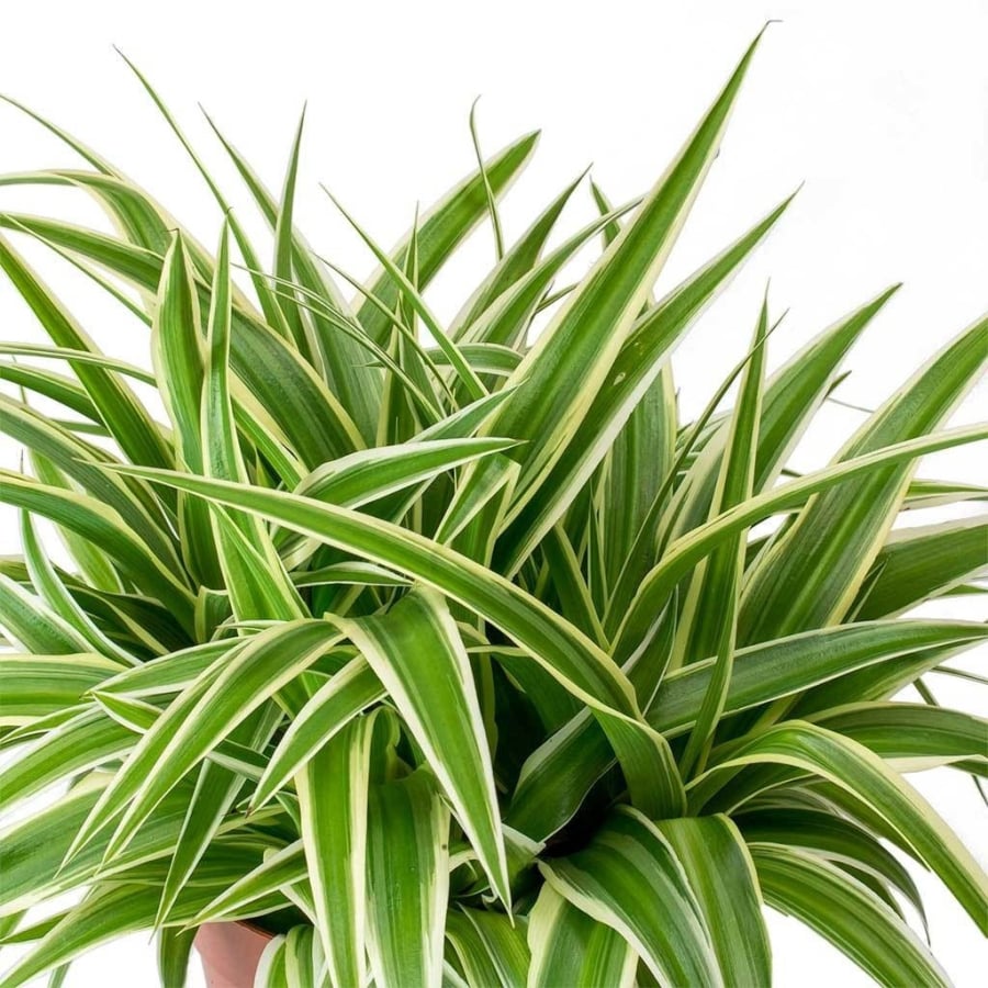 Cây lan chi trồng rất dễ sống, mỗi tuần chỉ cần tưới nước 2 lần