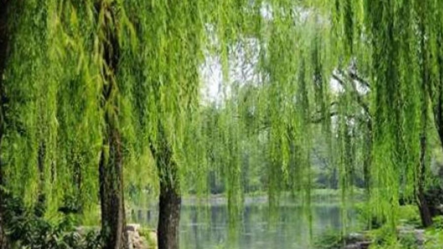 Cây liễu làm con người sa sút tinh thần