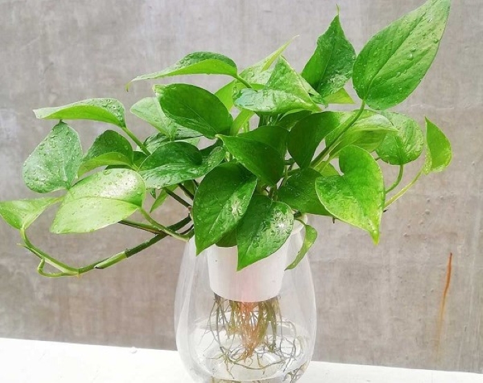 Cây trầu bà cứ trồng xuống đất là lên, muỗi tuần chỉ cần tưới nước 1-2 lần. Nếu trồng thủy canh khi nào nước còn ít thì thay nước là được
