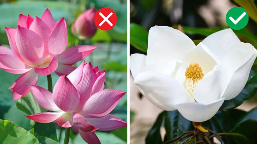 Có quan điểm cho rằng hoa sen trong bài ca dao 