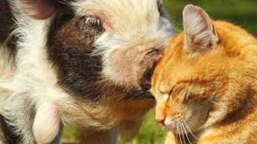 Tuần mới sẽ là thời điểm vô cùng thuận lợi cho tuổi Mão