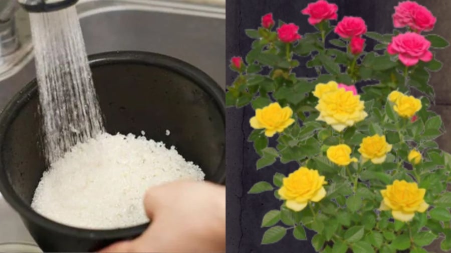 Nước vo gạo tốt cho cây