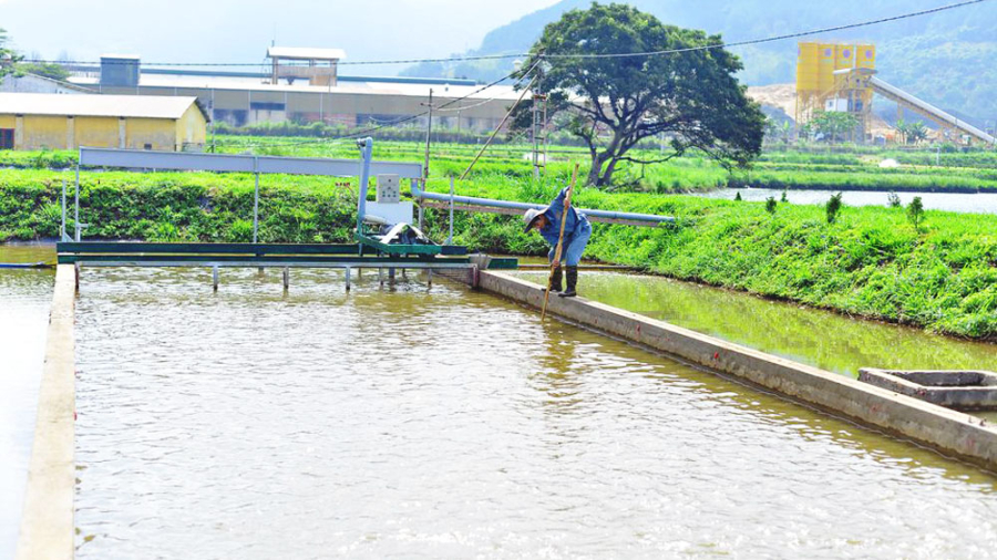 Nuôi cá tầm trong ao đất đạt hiệu quả không thua kém so với các phương pháp nuôi cá tầm truyền thống khác