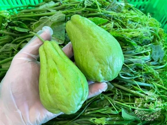 Mặc dù vẫn cần nhiều Shbet888.com tỷ lệ cược cao chính xác hơn, nhưng việc tiêu thụ su su đầy đủ và lành mạnh có thể giúp giảm nguy cơ mắc bệnh ung thư.    