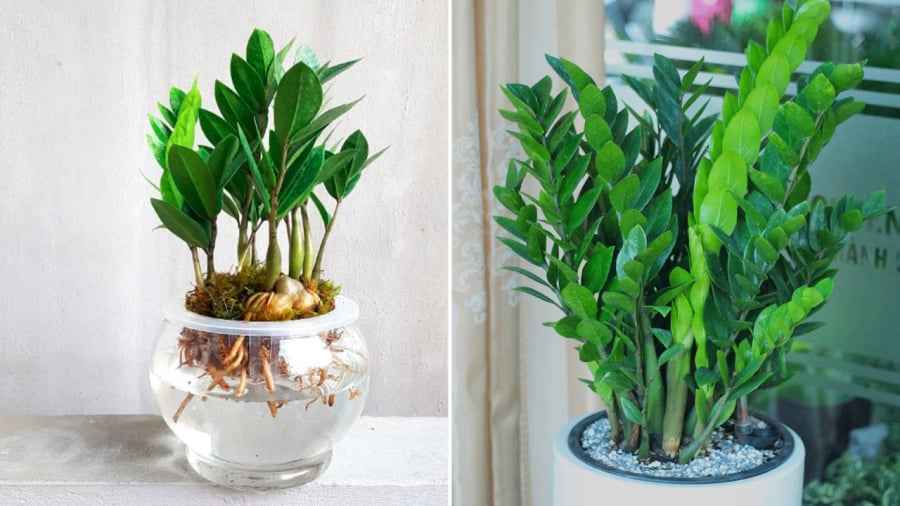 Người mệnh Mộc và mệnh Thủy có thể chọn cây kim tiền nếu đang muốn tìm một cây phong thủy cầu tài lộc để trồng trong nhà hoặc nơi làm việc.