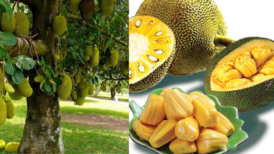 Ngày nay nhiều giống mít nhỏ thích hợp trồng ở nhà